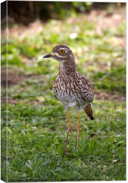 Spotted Thick-knee (Dikkop) Canvas Print by Richard West