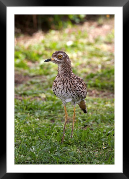 Spotted Thick-knee (Dikkop) Framed Mounted Print by Richard West