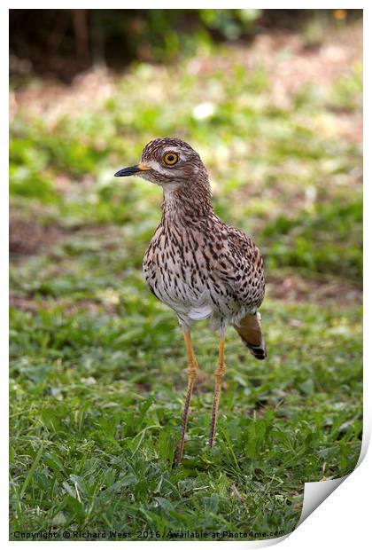 Spotted Thick-knee (Dikkop) Print by Richard West