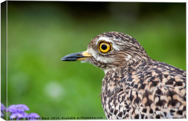Spotted Thick-knee portrait Canvas Print by Richard West