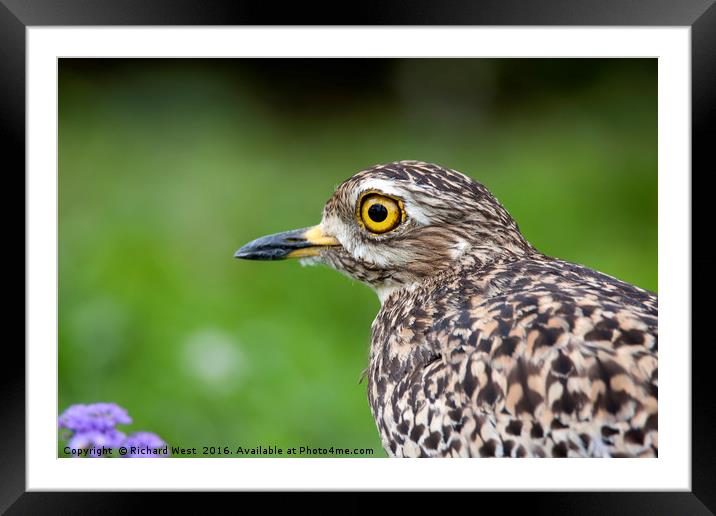 Spotted Thick-knee portrait Framed Mounted Print by Richard West