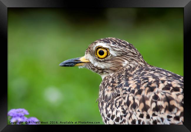 Spotted Thick-knee portrait Framed Print by Richard West