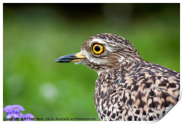 Spotted Thick-knee portrait Print by Richard West