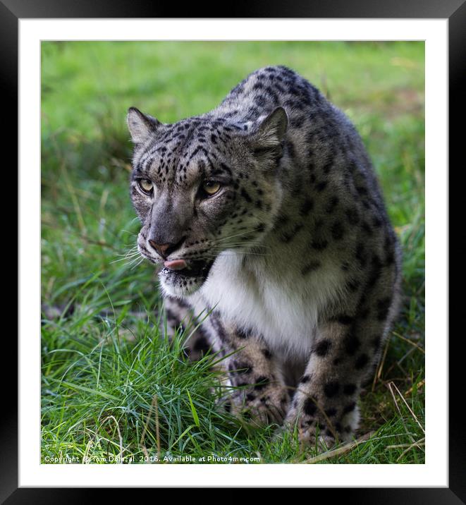 Prowling Snow Leopard Framed Mounted Print by Tom Dolezal
