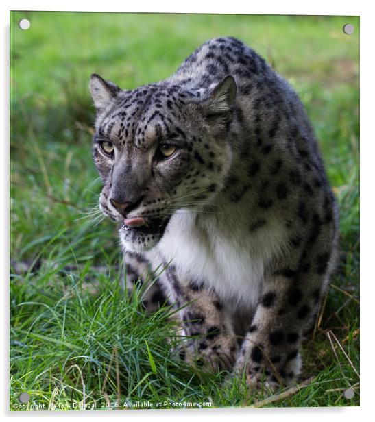 Prowling Snow Leopard Acrylic by Tom Dolezal