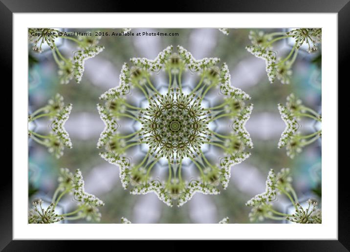 White Kaleidoscope Flower Framed Mounted Print by Avril Harris