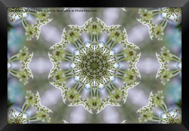 White Kaleidoscope Flower Framed Print by Avril Harris