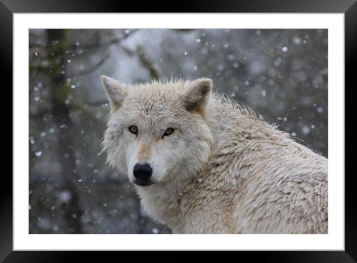 Yellowstone wolf in the snow Framed Mounted Print by Stephen Wright