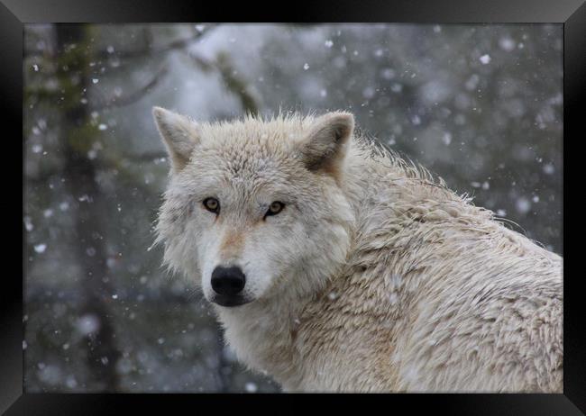 Yellowstone wolf in the snow Framed Print by Stephen Wright