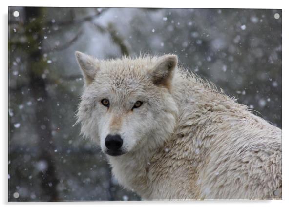 Yellowstone wolf in the snow Acrylic by Stephen Wright