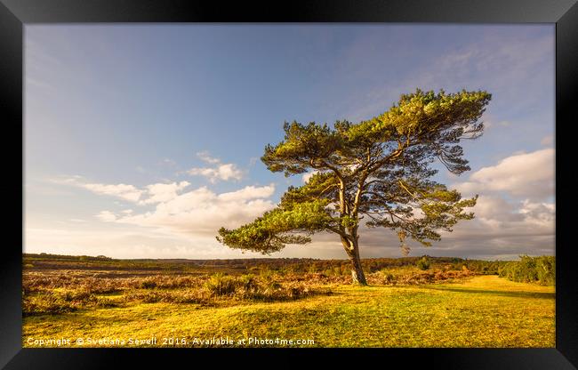 One Tree  Framed Print by Svetlana Sewell