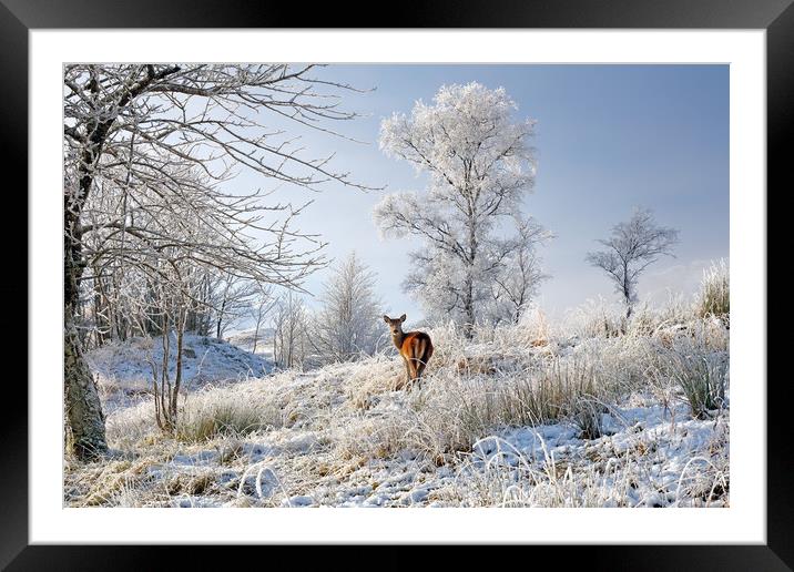 Glen Shiel Misty Winter Deer Framed Mounted Print by Grant Glendinning
