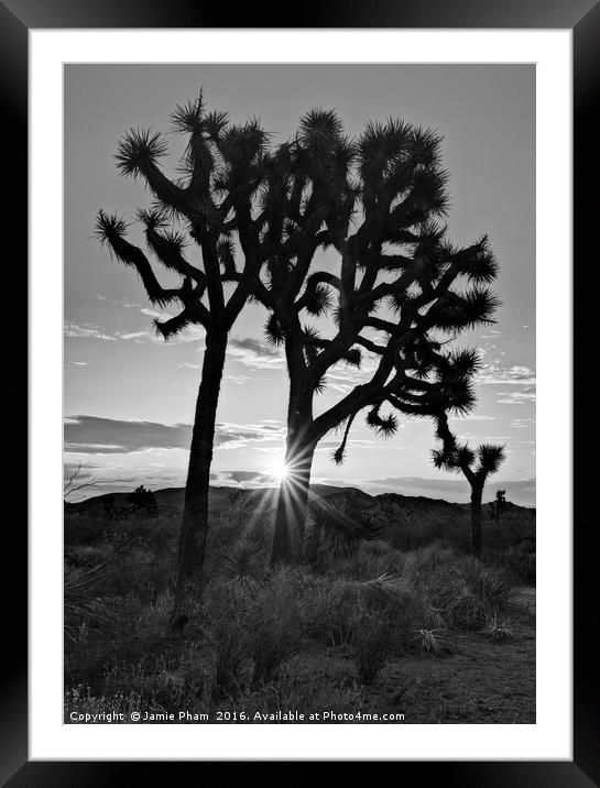 Josua Trees beautifully lit during sunrise in Josh Framed Mounted Print by Jamie Pham