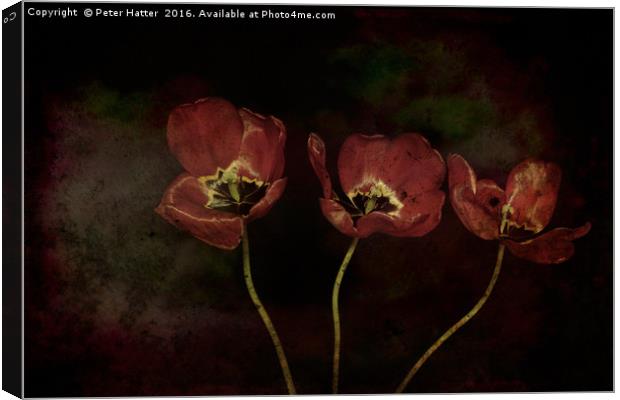Three Red Tulips Canvas Print by Peter Hatter