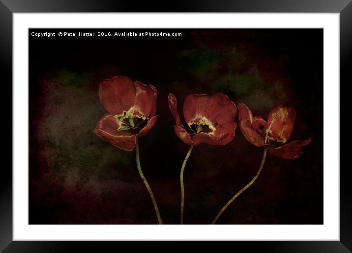 Three Red Tulips Framed Mounted Print by Peter Hatter