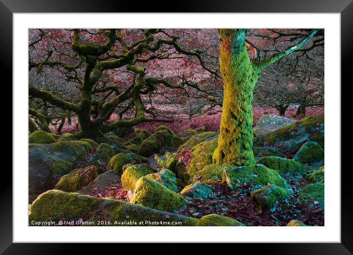 Enchanted Forest I Framed Mounted Print by Nymm Gratton
