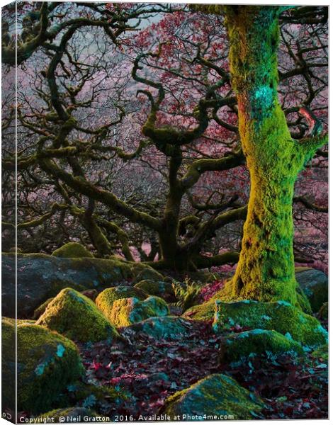 Enchanted Forest II Canvas Print by Nymm Gratton