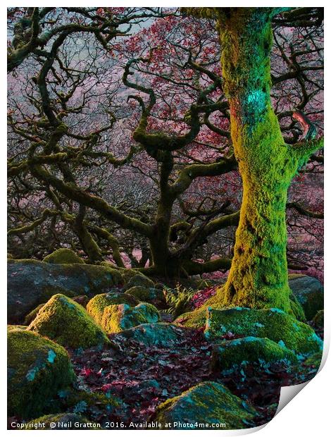 Enchanted Forest II Print by Nymm Gratton