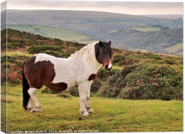 Dartmoor Pony Canvas Print by Nymm Gratton