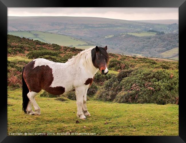 Dartmoor Pony Framed Print by Nymm Gratton