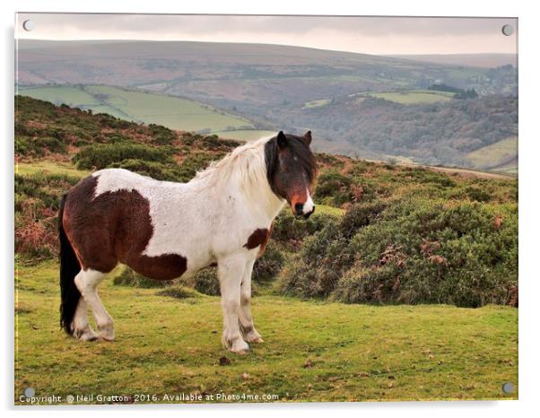 Dartmoor Pony Acrylic by Nymm Gratton