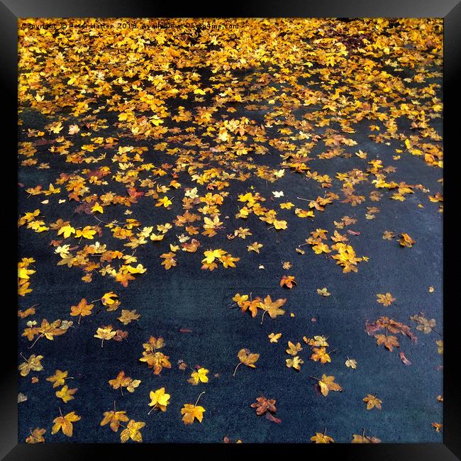Fallen Golden Autumn Leaves Framed Print by Peter Hatter
