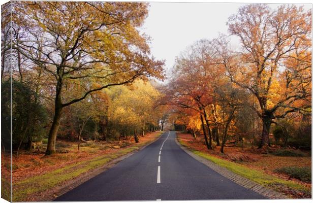 Autumn in  the New Forest Hampshire Canvas Print by JC studios LRPS ARPS