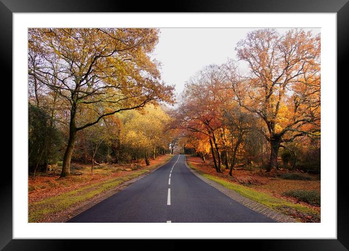Autumn in  the New Forest Hampshire Framed Mounted Print by JC studios LRPS ARPS