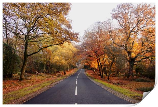 Autumn in  the New Forest Hampshire Print by JC studios LRPS ARPS