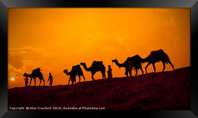 Camels and minders in silhouette, India Framed Print by Alan Crawford