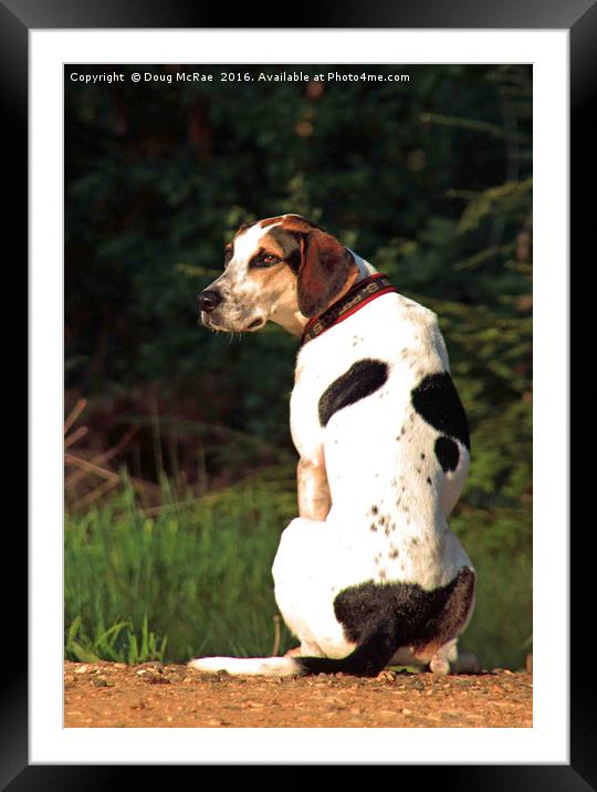 hound dog Framed Mounted Print by Doug McRae