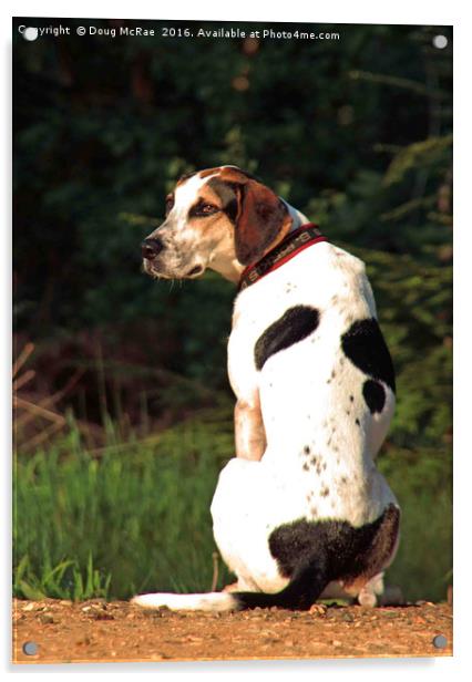 hound dog Acrylic by Doug McRae