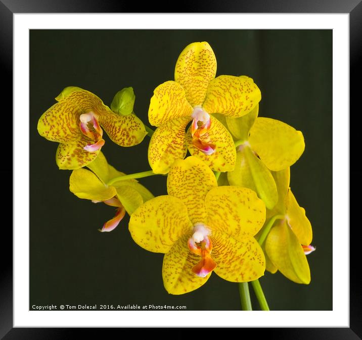 Yellow phalaenopsis orchid Framed Mounted Print by Tom Dolezal