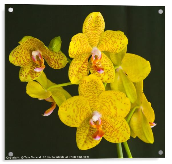 Yellow phalaenopsis orchid Acrylic by Tom Dolezal