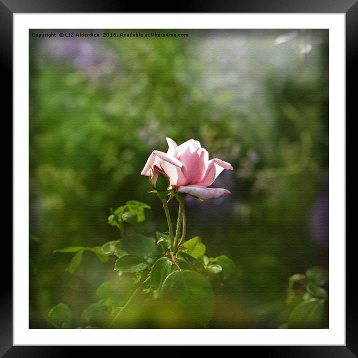 Pink Rose Framed Mounted Print by LIZ Alderdice