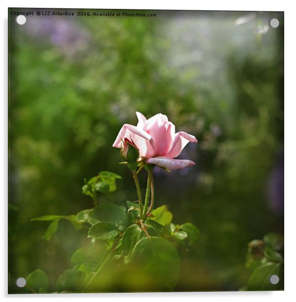 Pink Rose Acrylic by LIZ Alderdice