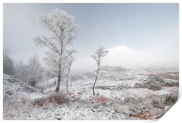 Glen Shiel Misty Winter Trees Print by Grant Glendinning