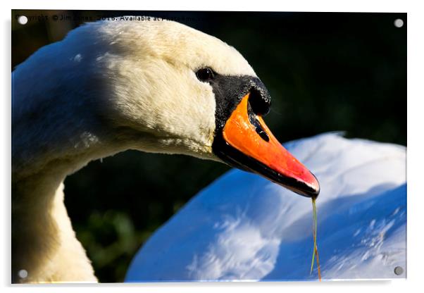 Mute Swan Macro Acrylic by Jim Jones