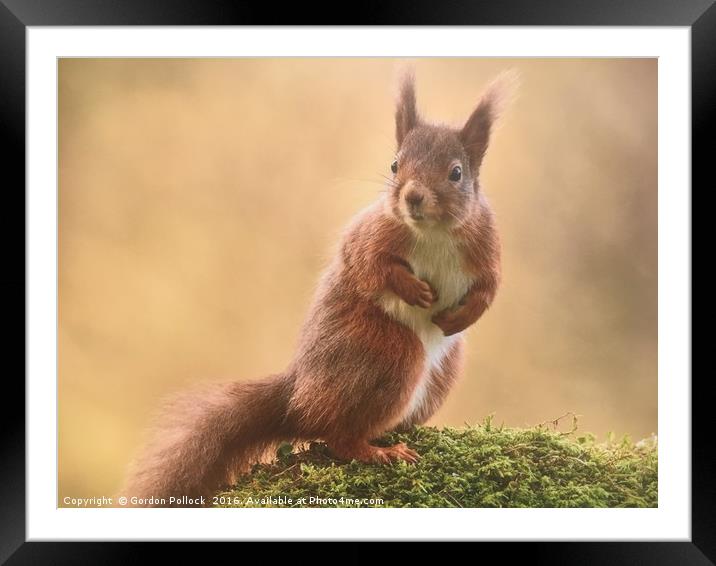 Red Squirrel  Framed Mounted Print by Gordon Pollock