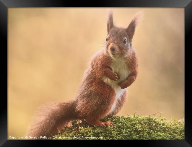 Red Squirrel  Framed Print by Gordon Pollock