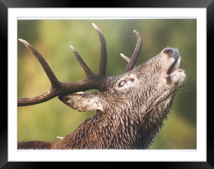 Roaring  Red Stag  Framed Mounted Print by Gordon Pollock