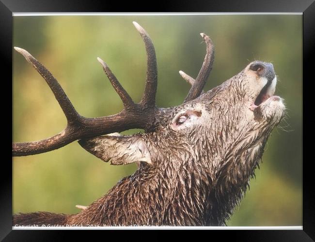Roaring  Red Stag  Framed Print by Gordon Pollock