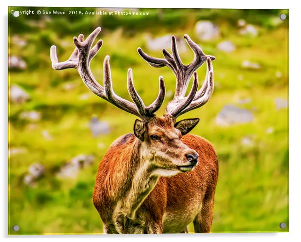 STAG WITH VELVET ANTLERS Acrylic by Sue Wood