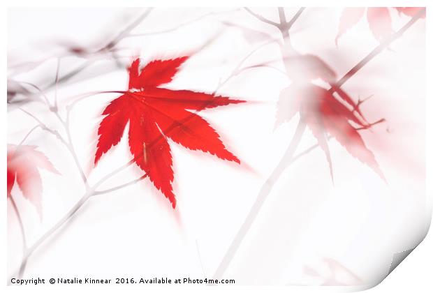 Maple Leaf Abstract 2 Print by Natalie Kinnear