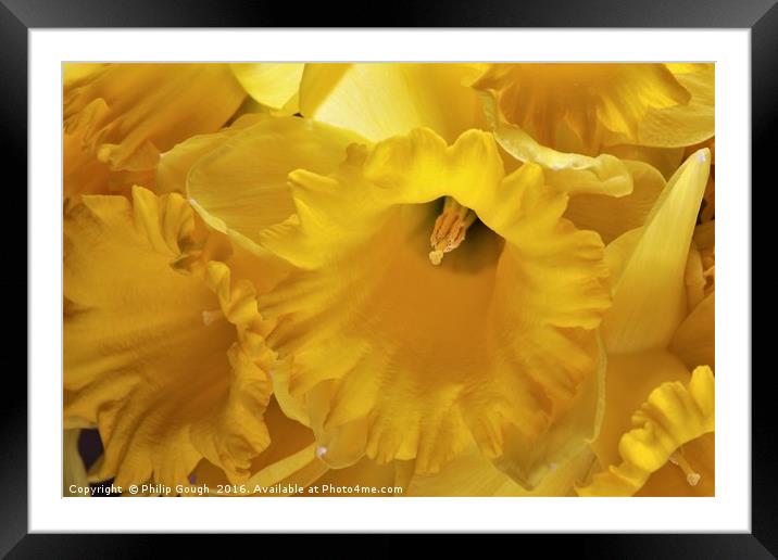 Daffodils Framed Mounted Print by Philip Gough