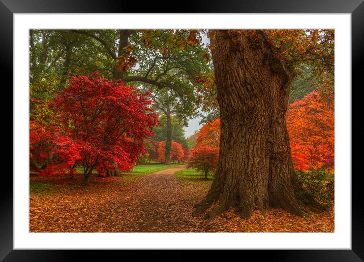 Acer's in Autumn Framed Mounted Print by Bob Barnes