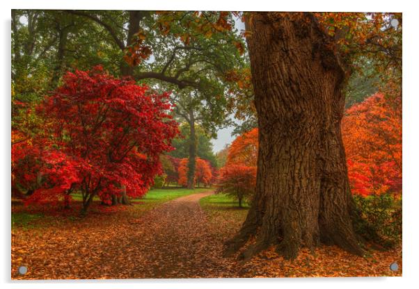 Acer's in Autumn Acrylic by Bob Barnes