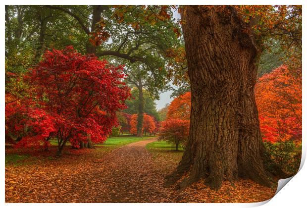Acer's in Autumn Print by Bob Barnes