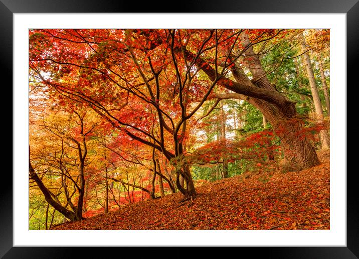 Autumn at Virginia Water Park  Framed Mounted Print by Bob Barnes