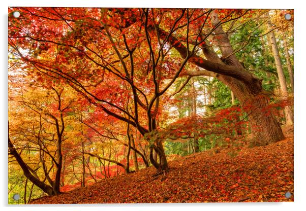 Autumn at Virginia Water Park  Acrylic by Bob Barnes